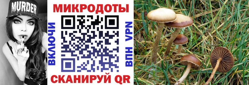 дарнет шоп  Чистополь  Галлюциногенные грибы Psilocybine cubensis 